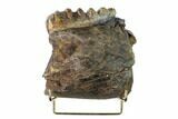 Partial, Fossil Stegodon Mandible Section with Molar - Indonesia #148202-2